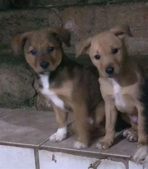 Adoção de Cachorro Santo André SP Toisso e Barney 2 a 6 meses