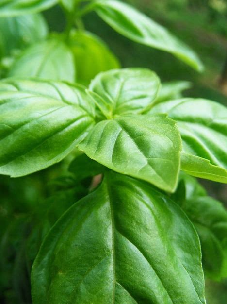 Basil