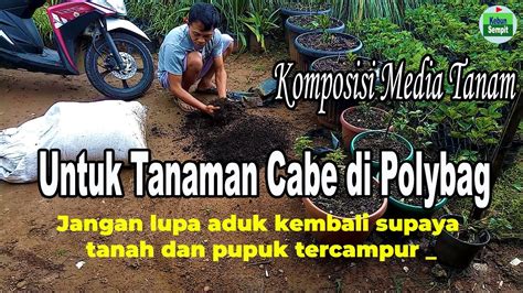 Cara Mengolah Tanah Untuk Menanam Cabe Di Polybag Youtube