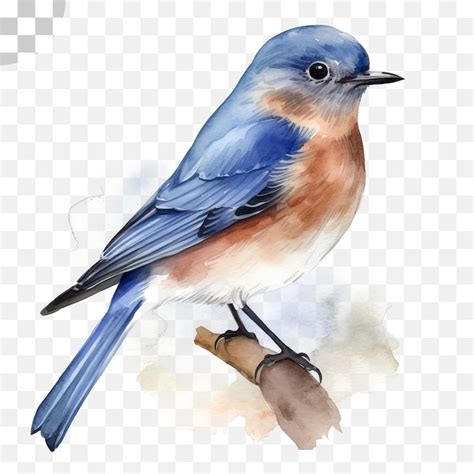 Uma pintura em aquarela de um pássaro azul em um galho bluebird png