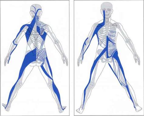 Classification Of The Five Muscle Chains Muscle Chains Fitness VIP