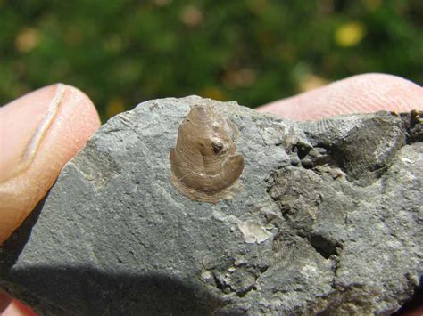 Views of the Mahantango: Lingula brachiopod from the Verulam fm