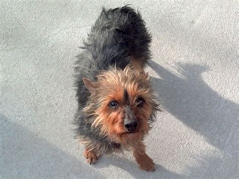 Yorkies For Adoption Rmyr Rocky Mountain Yorkie Rescue