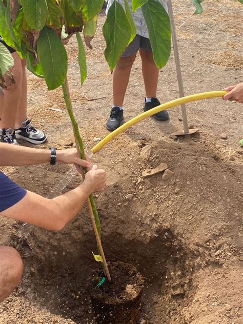 Reforestar la esperanza desde la escuela CEIP Playa de Mogán