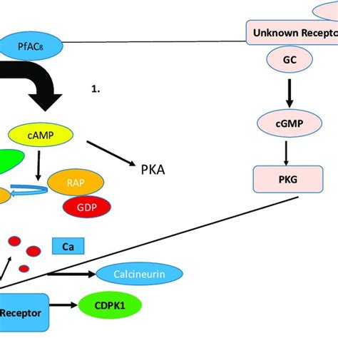 Comparison of a canonical, cAMP-signaling pathway in the human host... | Download Scientific Diagram