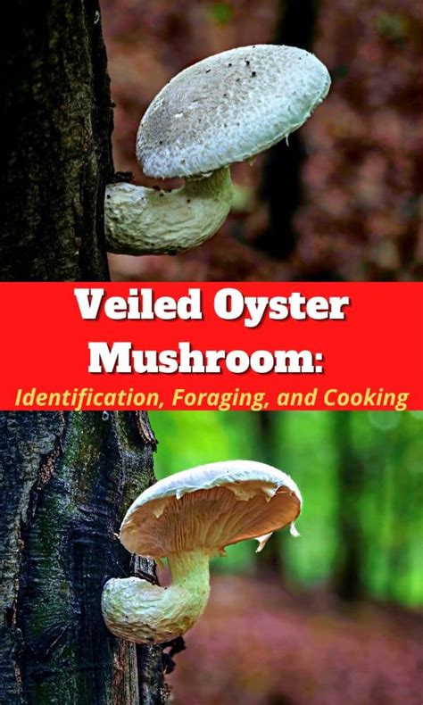 Veiled Oyster Mushroom Identification Foraging And Cooking