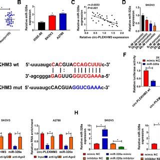 Circ PLEKHM3 Sponged MiR 320a A MiR 320a Expression Was Detected In