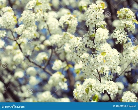 Blossom Of Bird Cherry Or Prunus Padus White Flowers On Spring Stock