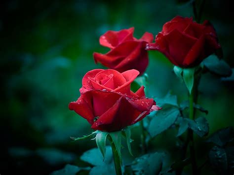 Фото цветов | Beautiful roses, Beautiful flowers, Beautiful red roses