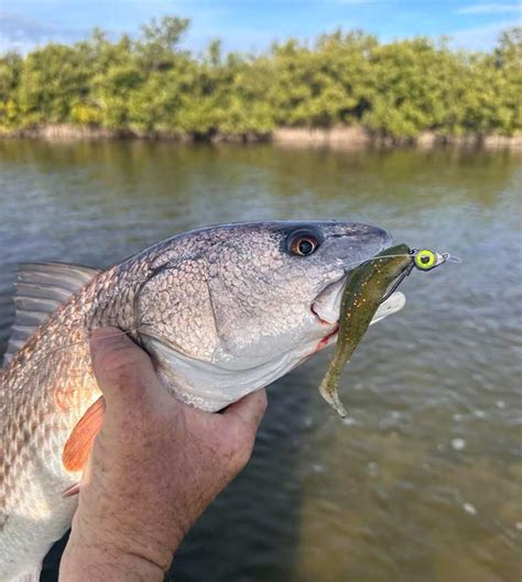 Black Drum Schooling On Flats Mosquito Lagoon Fishing Report