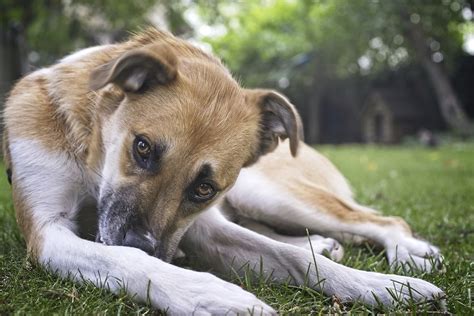 Signs & Symptoms of Poisoning in Dogs | Canna-Pet®