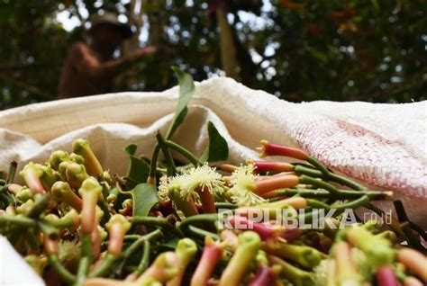 Harga Cengkeh Di Madiun Naik Dijual Rp 95 RIbu Per Kilogram