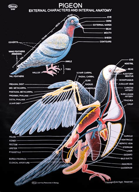 Ch 465 Pigeon External And Internal Characters Dbios Charts