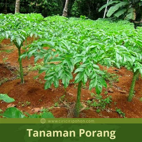 bibit tanaman porang perkembangbiakan  umbi  bijinya