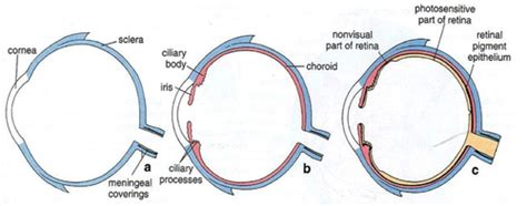 Eye Histology Flashcards | Quizlet