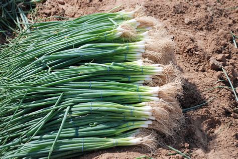 Puntea El Cultivo Del Cebollin Las Siembras De Hortalizas Del