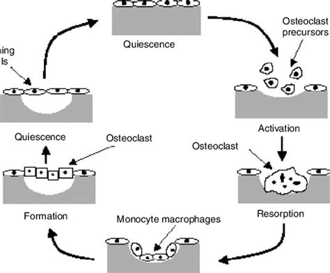 2 The Bone Remodelling Cycle Reversal Download Scientific Diagram