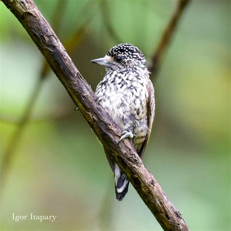 Pica pau anão escamado fêmea Picumnus albosquamatus Wh Flickr