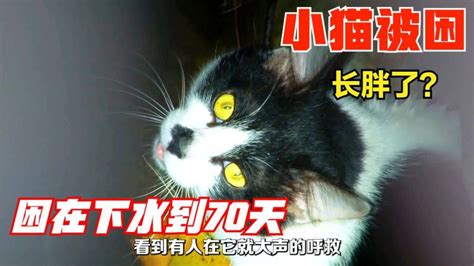 女子投喂流浪猫70多天，从未见过小猫真容，救援场面很暖心腾讯视频