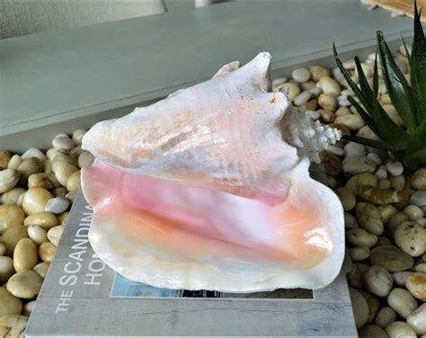 Ex Large 10 1 2 Adult FLORIDA Keys BEACH Collected QUEEN Pink Conch