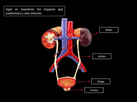 Solution Sistema Genitourinario Anatomia Studypool