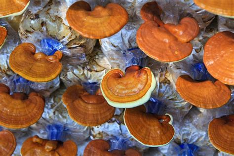 How To Grow Reishi Mushrooms The Ultimate Guide Grocycle