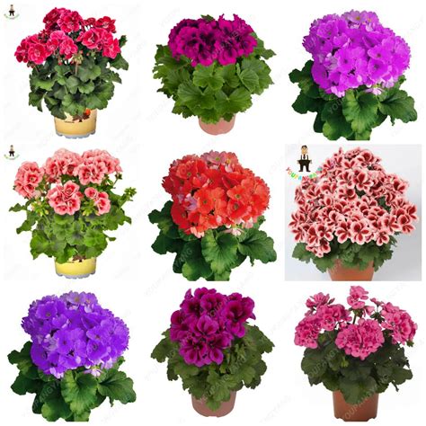 Pcs Geranium Bonsai Appleblossom Rosebud Pelargonium Perennial Flower