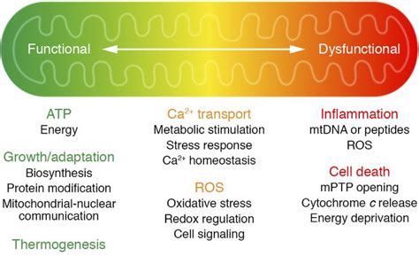 JCI Mitochondrial Dysfunction In Pathophysiology Of Heart Failure