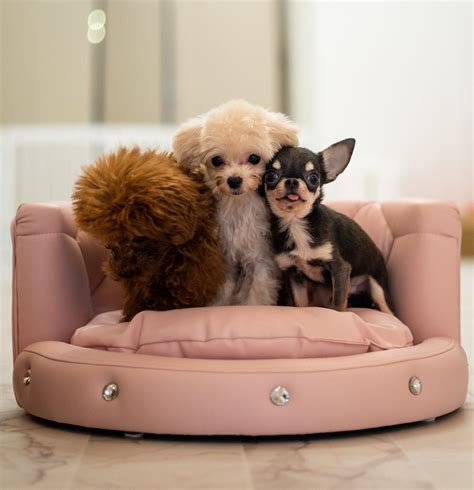 Get Japanese Teacup Pets For Your Small Homes From Tiara Pets First