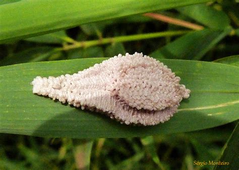 Oothecae Egg Masses Of Praying Mantis Project Noah