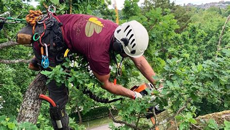 Tree Surgeons In Kent And Local Area Broadleaf Tree Surgery