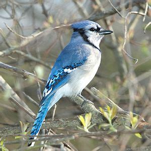 Wordmall Naked As A Jay Bird