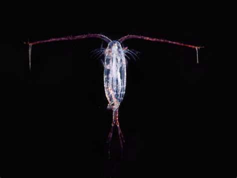 No Spoilers Detecting Multiple Leviathan Class Lifeforms In The