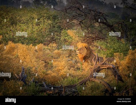 Lion Panthera Leo On Lookout Okavango Delta Botswana Stock Photo