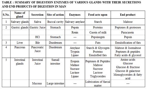 Summary Of Digestion Enzymes Of Various Glands With Their Secretions