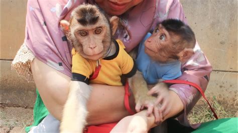 Monkey Yuki Dan Olli Ikut Mami Ziarah Cute Monkey YouTube