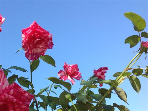 living simple youtube 1