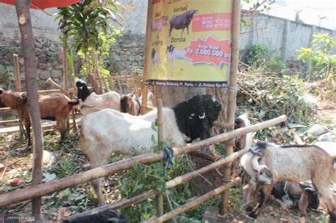 Meski Mahal Kambing Etawa Paling Diburu Untuk Kurban ANTARA News