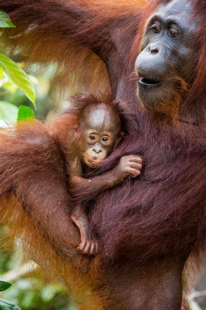 Retrato De Una Orangut N Hembra Con Un Beb En La Naturaleza Indonesia