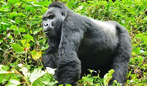 Uganda Safari Uganda Gorilla Trekking Safaris Uganda Wildlife Tours