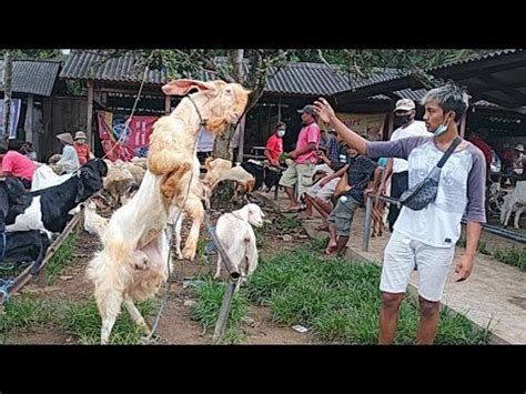 Senduro Monster Boer Asli Sapera Jumbo Kambing Kambing Istimewa