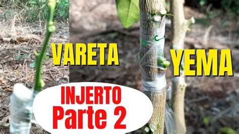 Como Injertar Lim N Por Yema Y Vareta F Cil Injerto De Citricos Parte