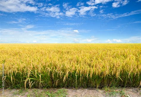 Paddy Rice Field Before Harvest With Blue Sky Background Stock Photo