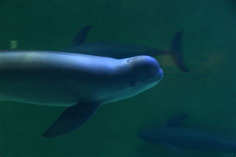Finless Porpoise Neophocaena Phocaenoides Zoochat