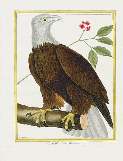 François Nicolas Martinet 1770 Bird Prints Histoire Naturelle des Oiseaux