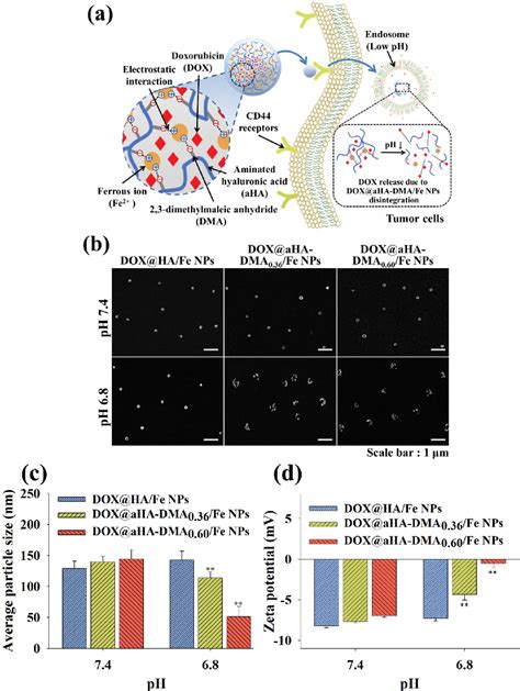 Figure From Endosomal Ph Responsive Fe Based Hyaluronate