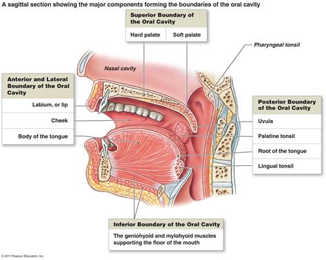 Oral Cavity A Sagittal Section Showing The Major Components Forming The Boundaries Of The Oral