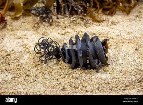 Shark egg case hi-res stock photography and images - Alamy