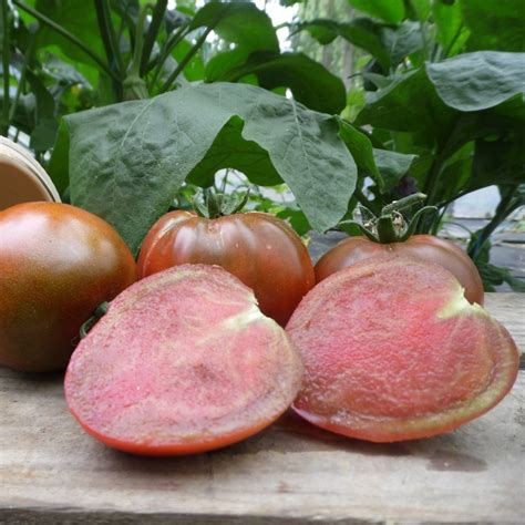 Tomate Noire De Crim E Plant U Le Potager De Pautilou Locavor Fr