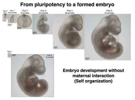 Ex Utero Embryogenesis From Stem Cells To Organs Jacob Hanna Lab